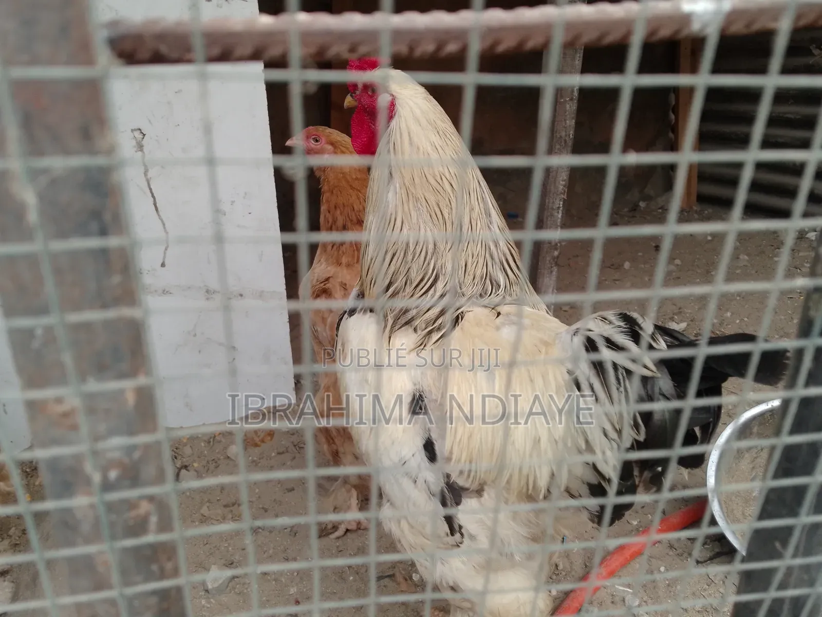 Vente Poules Ornements Dindes Et Dindonneaux