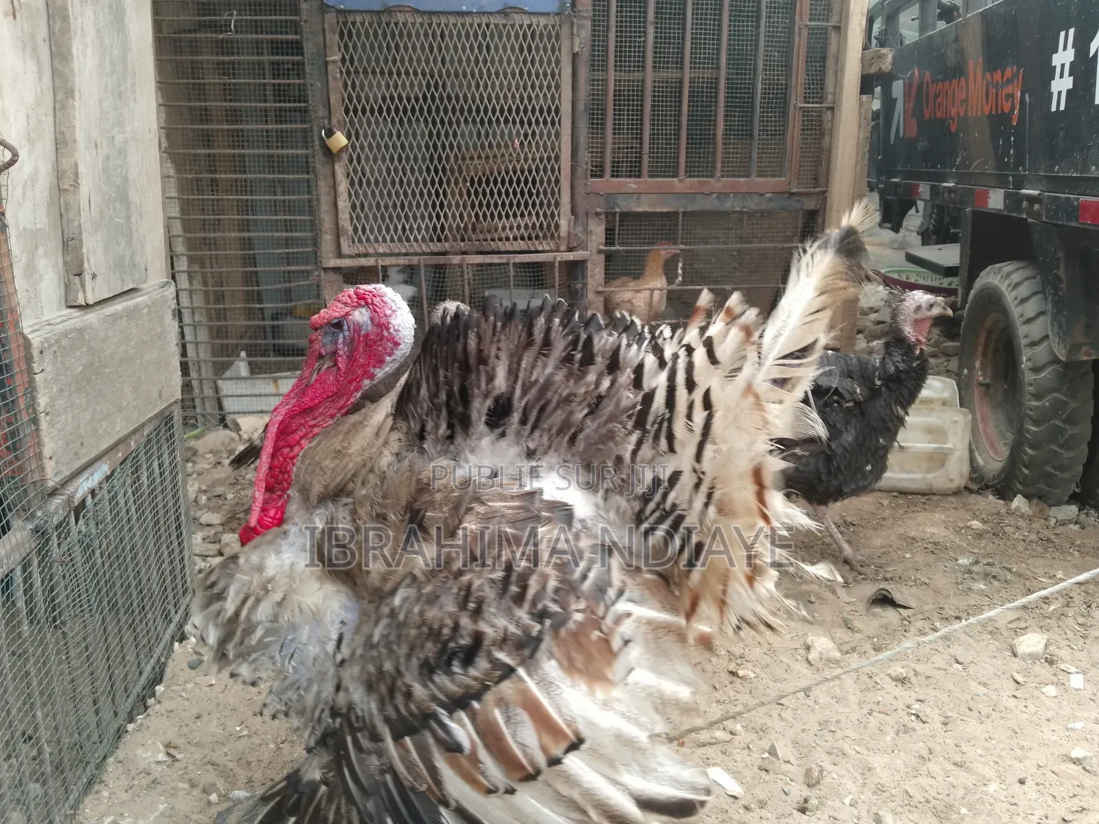Vente Poules Ornements Dindes Et Dindonneaux