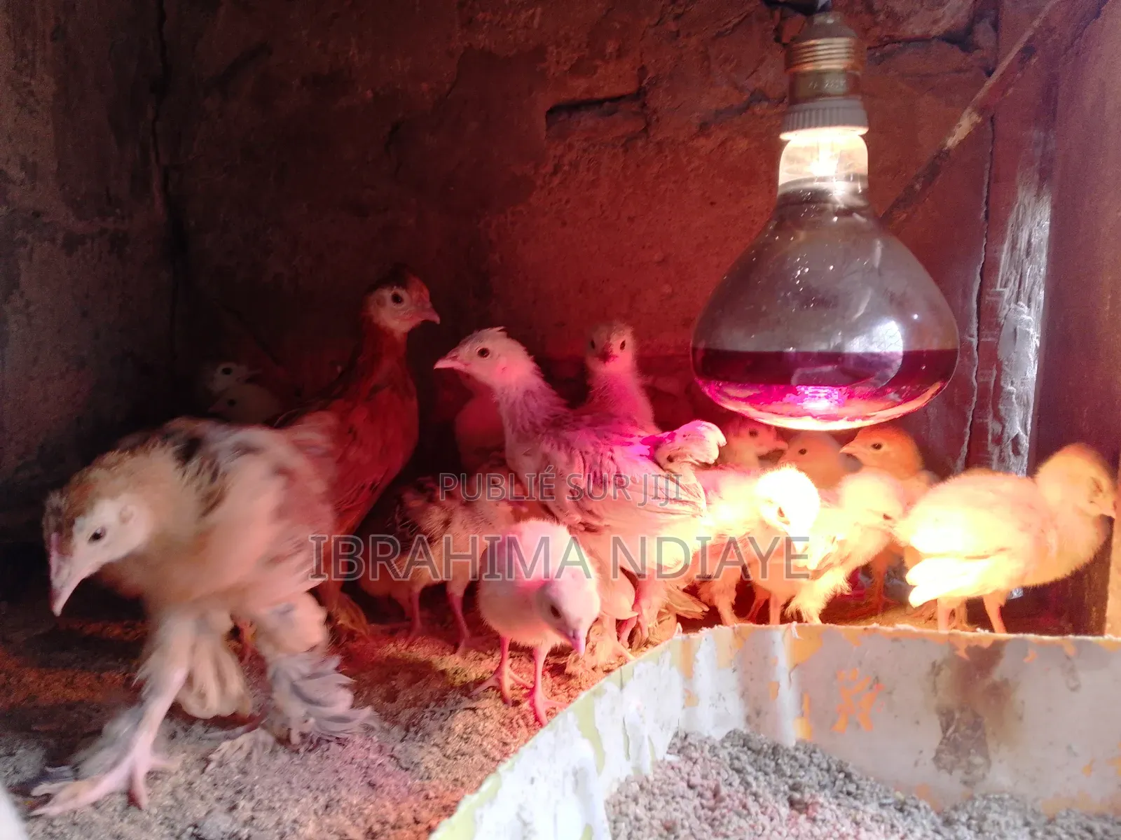 Vente Poules Ornements Dindes Et Dindonneaux