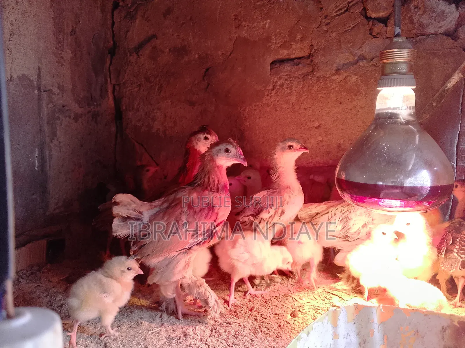 Vente Poules Ornements Dindes Et Dindonneaux
