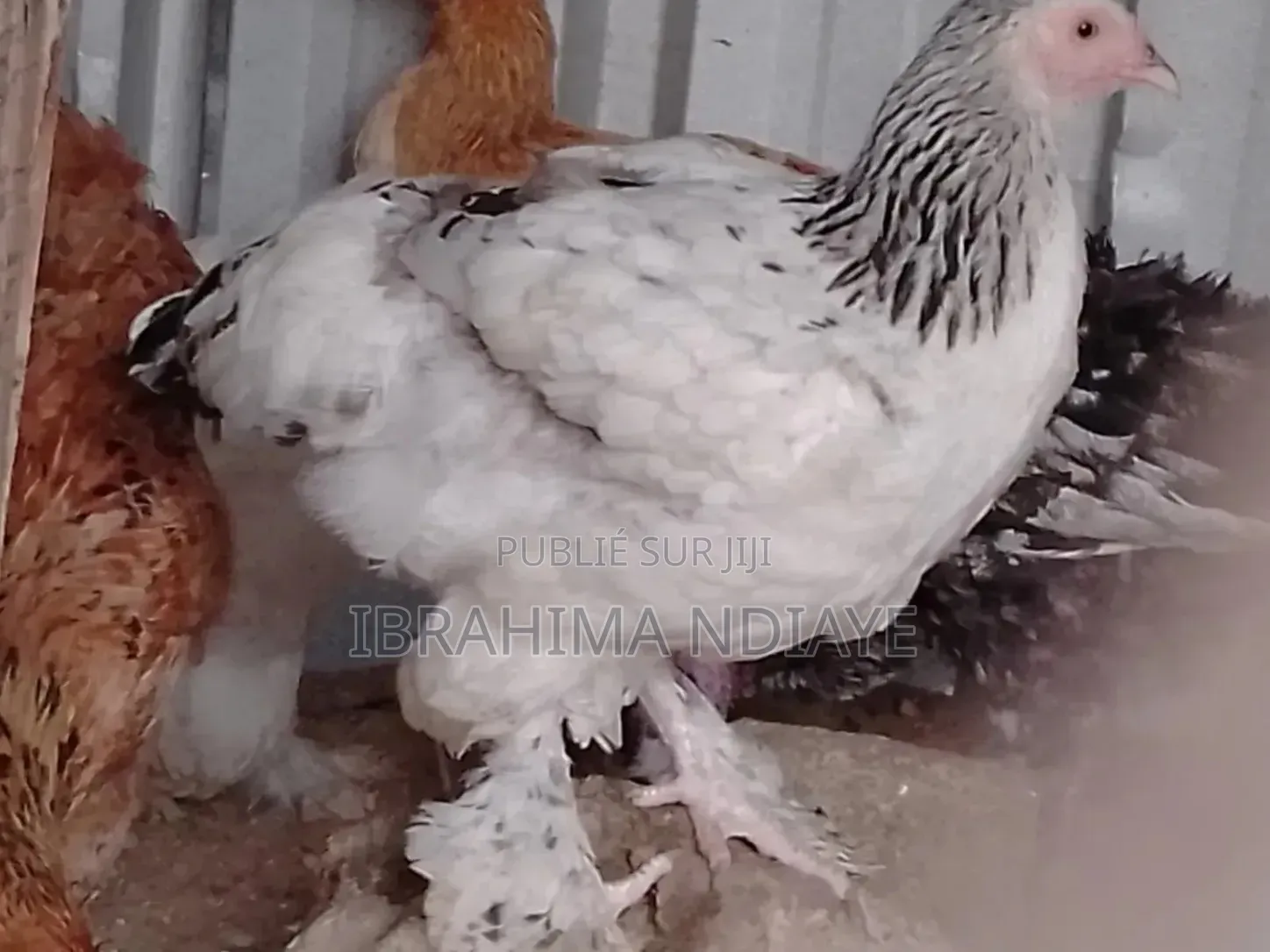 Vente Poules Ornements Dindes Et Dindonneaux