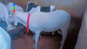 Mouton Kharaou Yaarr