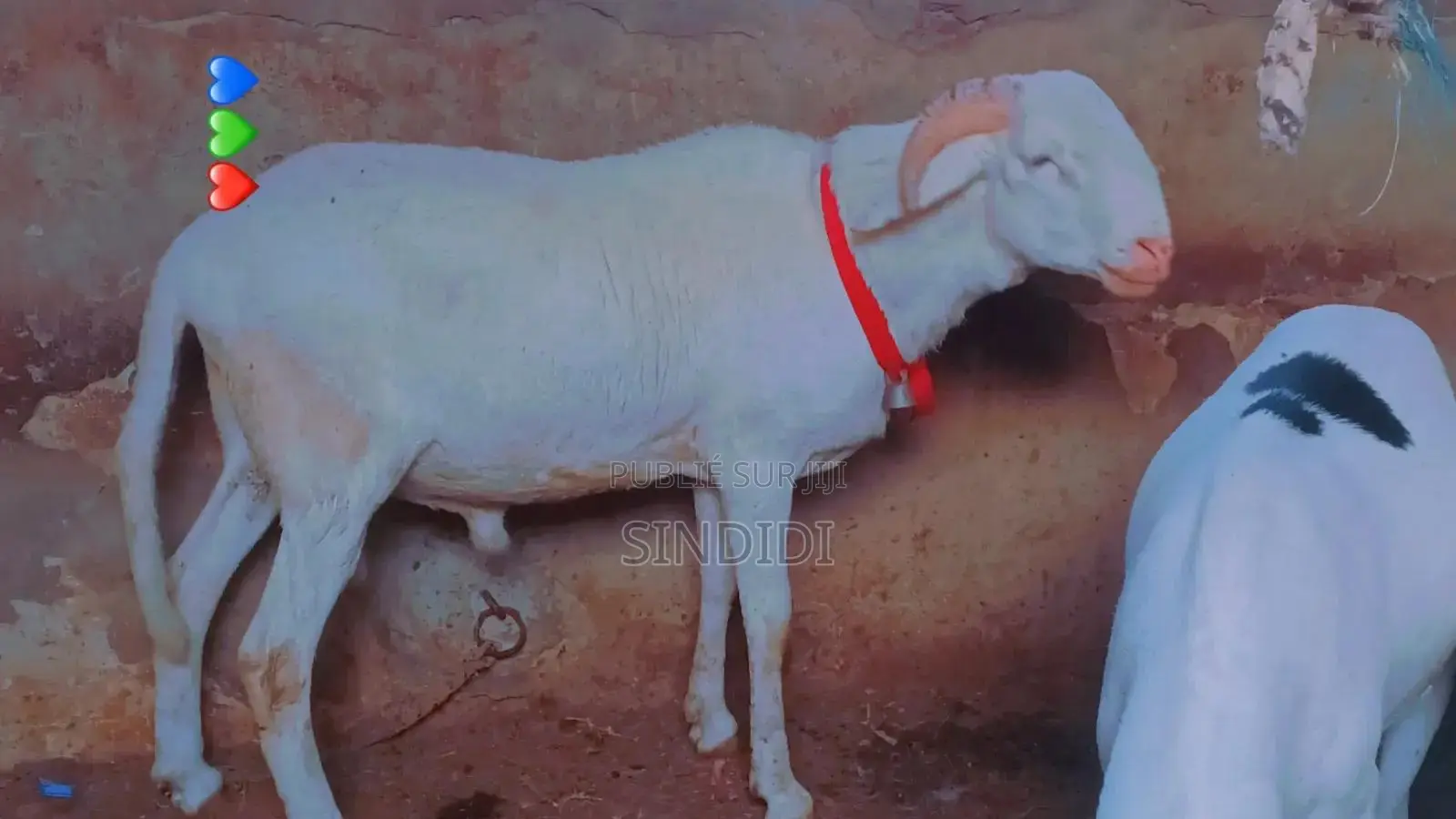 Kharou Yarr Bou Sourrr Disponible À Dakar Guediawaye Pour Tabaski