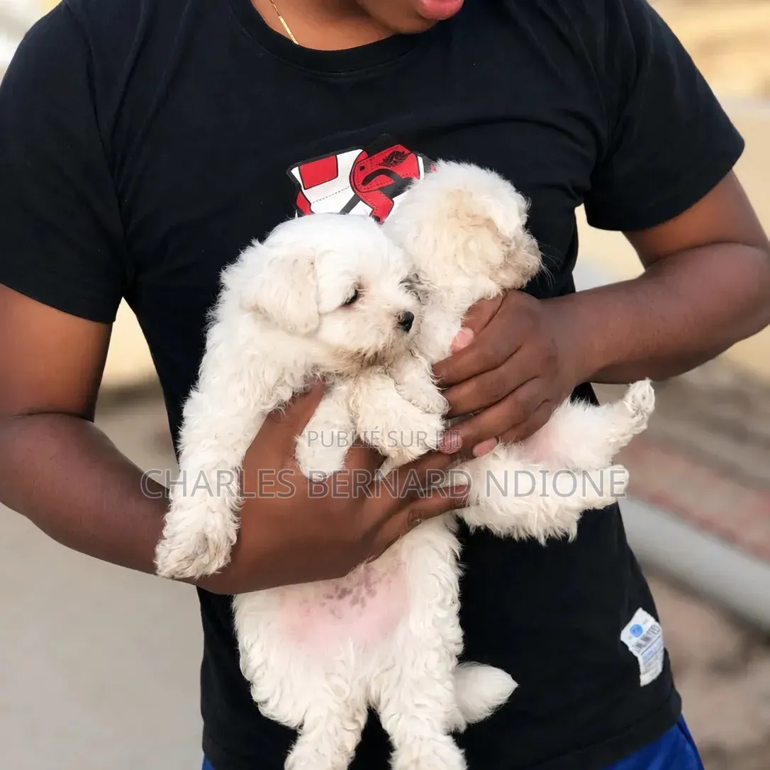 1-3 mois Homme Pure race Bichon Frise