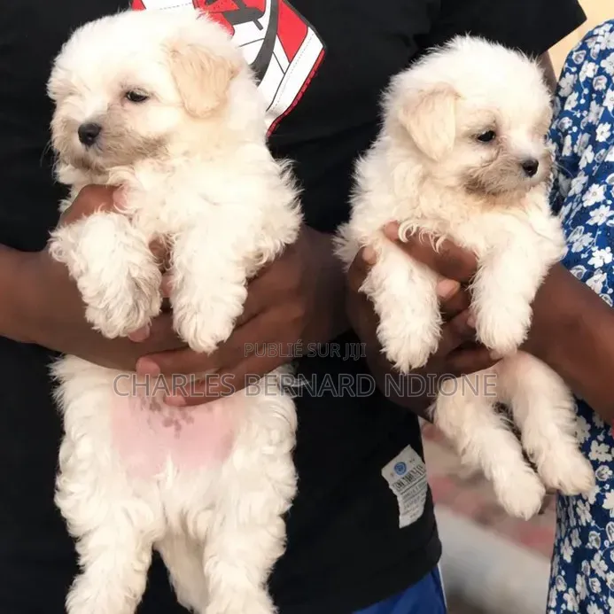 1-3 mois Homme Pure race Bichon Frise