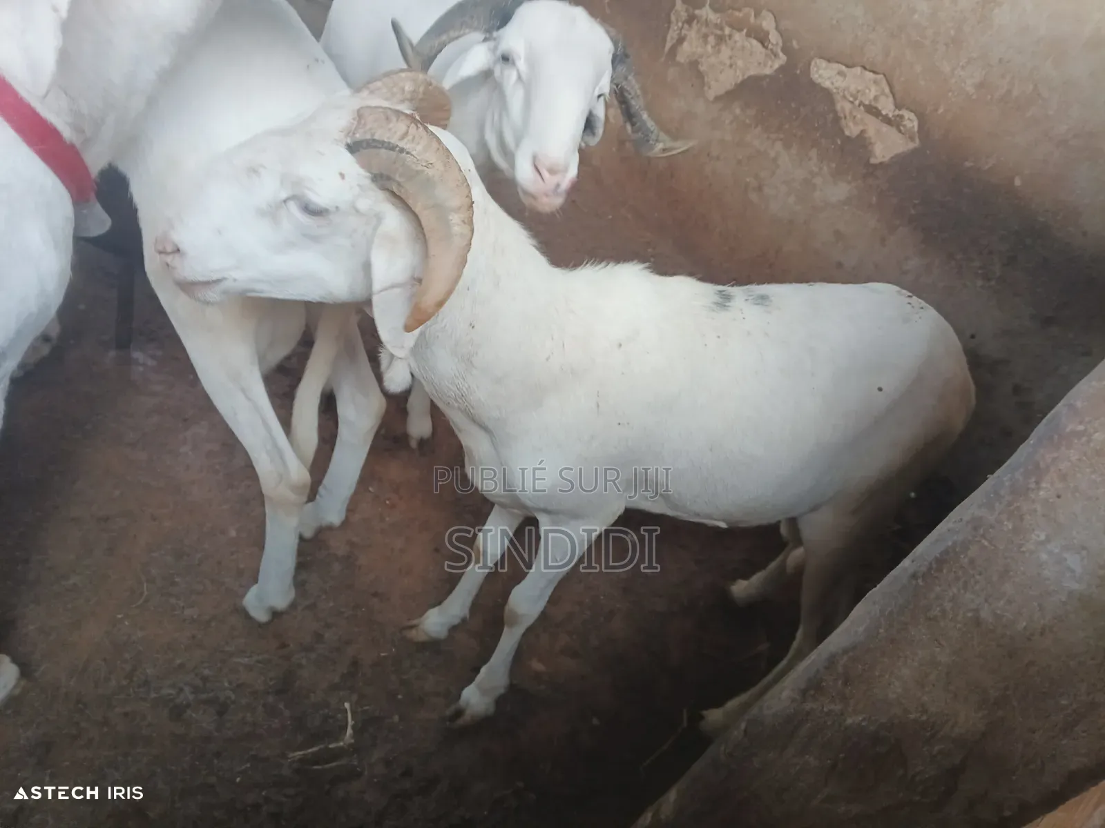 Kharou Yarr Bou Sourrr Disponible À Dakar Guediawaye Pour Tabaski