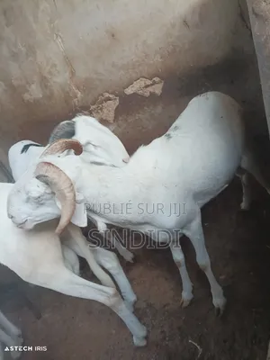 Kharou Yarr Bou Sourrr Disponible À Dakar Guediawaye Pour Tabaski