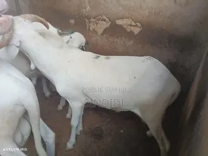 Kharou Yarr Bou Sourrr Disponible À Dakar Guediawaye Pour Tabaski