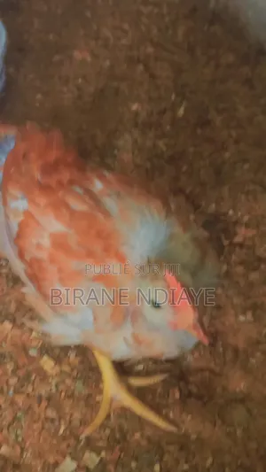 Poulet De Chair