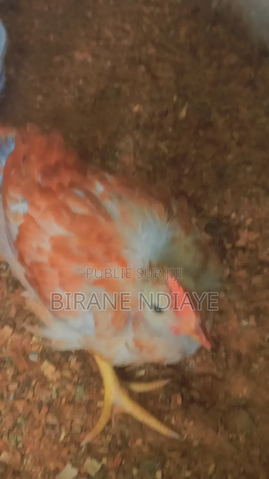 Poulet De Chair