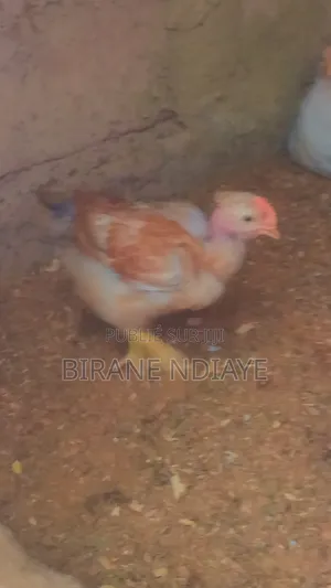 Poulet De Chair