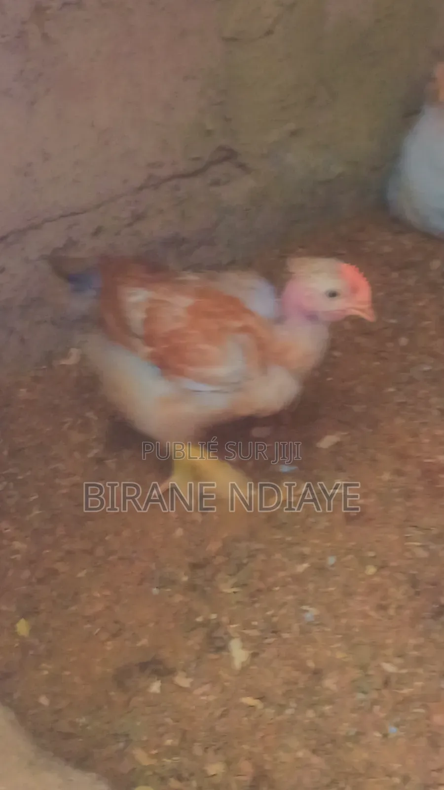 Poulet De Chair