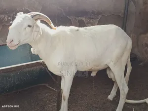 Kharou Yarr Agnaux