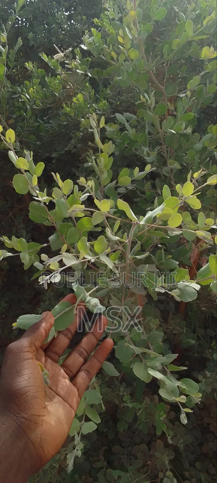 Plante Médicinale '' Nguére ''