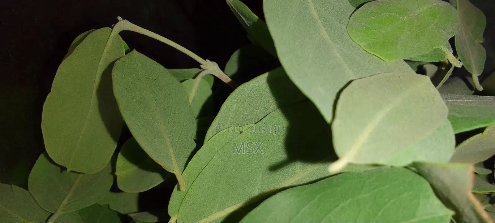 Plante Médicinale '' Nguére ''