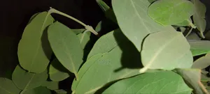 Plante Médicinale '' Nguére ''