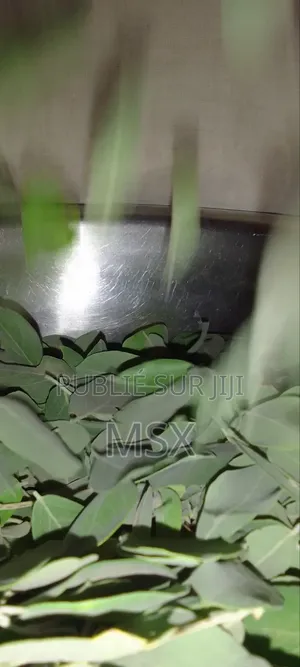 Plante Médicinale '' Nguére ''