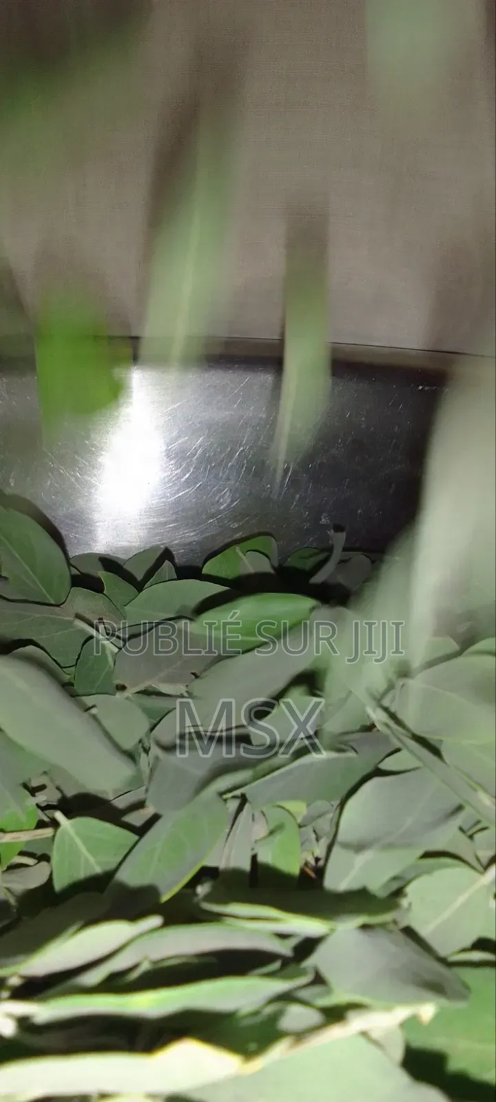 Plante Médicinale '' Nguére ''