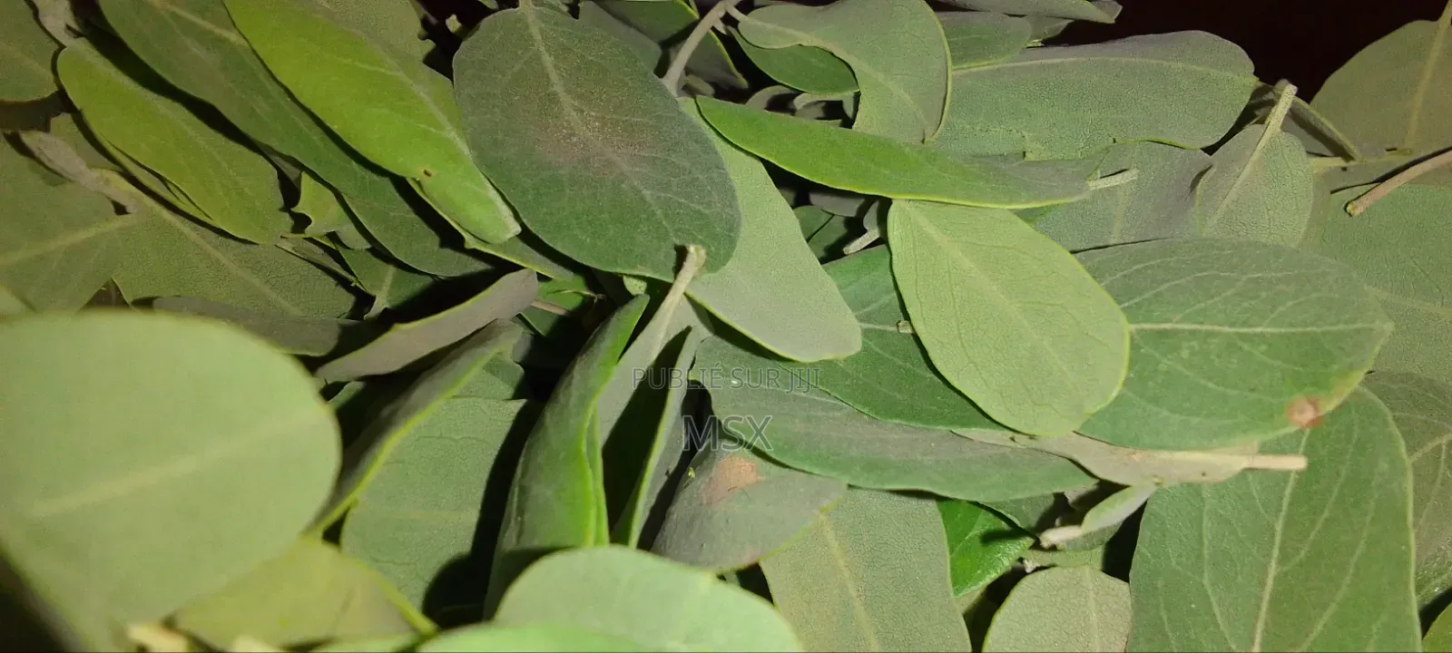 Plante Médicinale '' Nguére ''