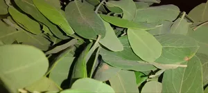 Plante Médicinale '' Nguére ''
