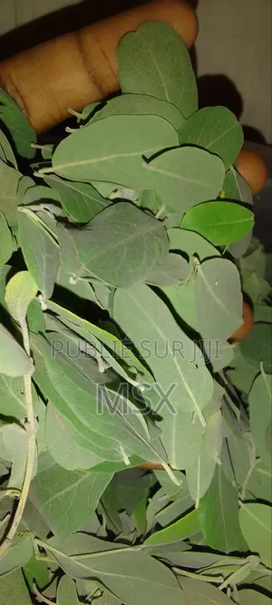 Plante Médicinale '' Nguére ''