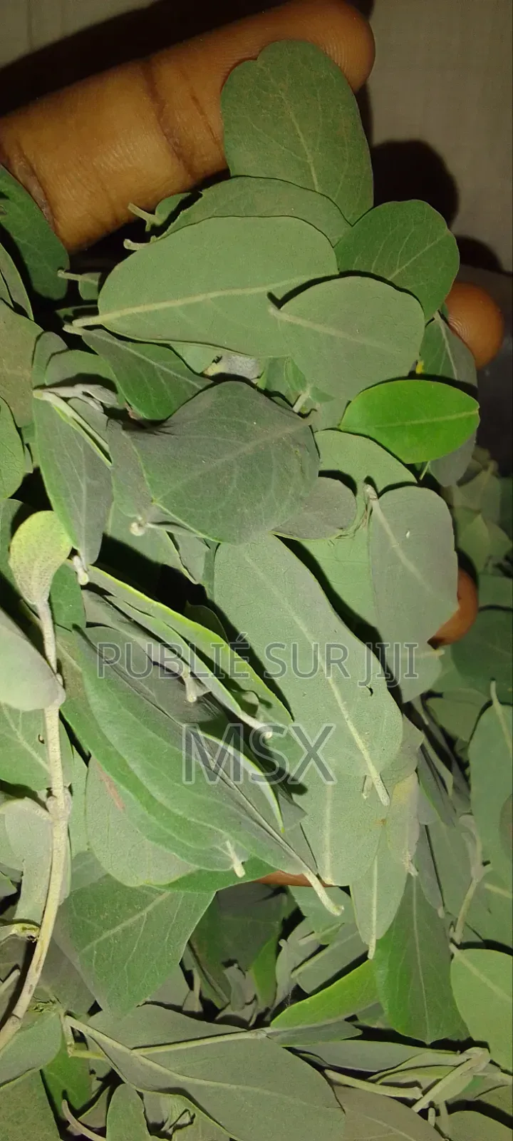 Plante Médicinale '' Nguére ''