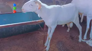 Kharou Yarr Agnaux