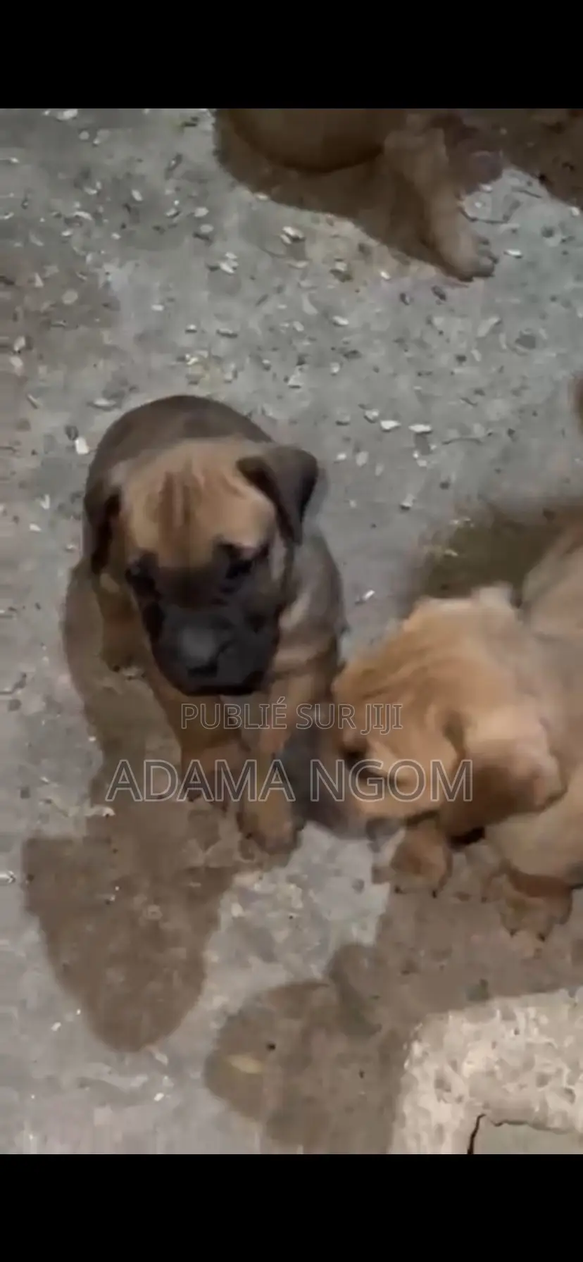 1-3 mois Homme Pure race Boerboel