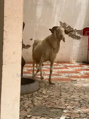 Mouton De Races