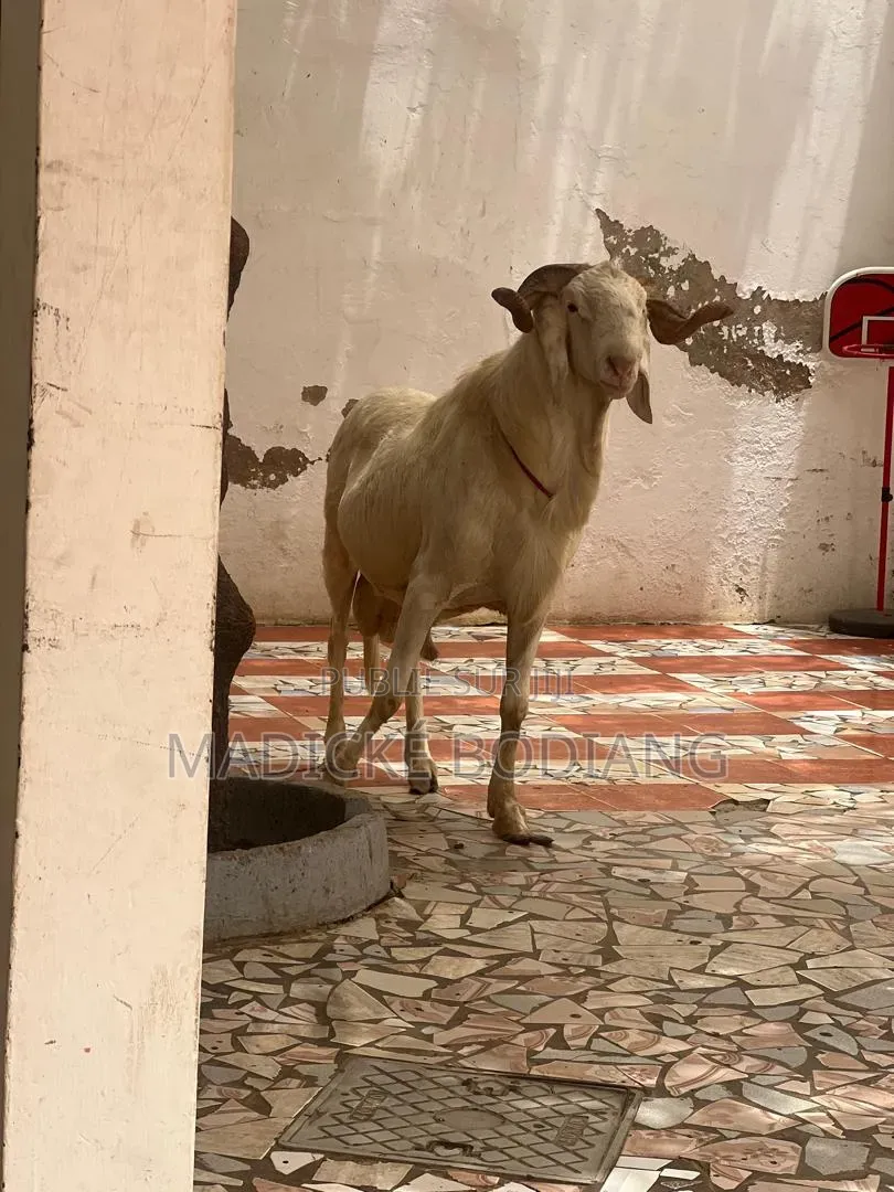 Mouton De Races