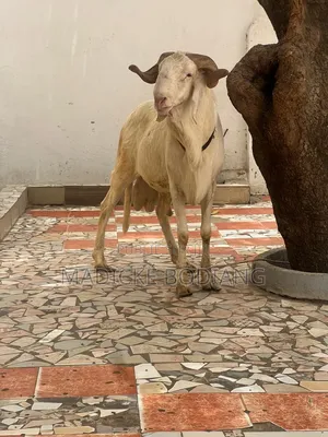 Mouton De Races