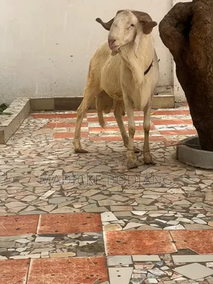 Mouton De Races