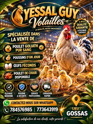 Yessal Guy Le Renouveau Volailles