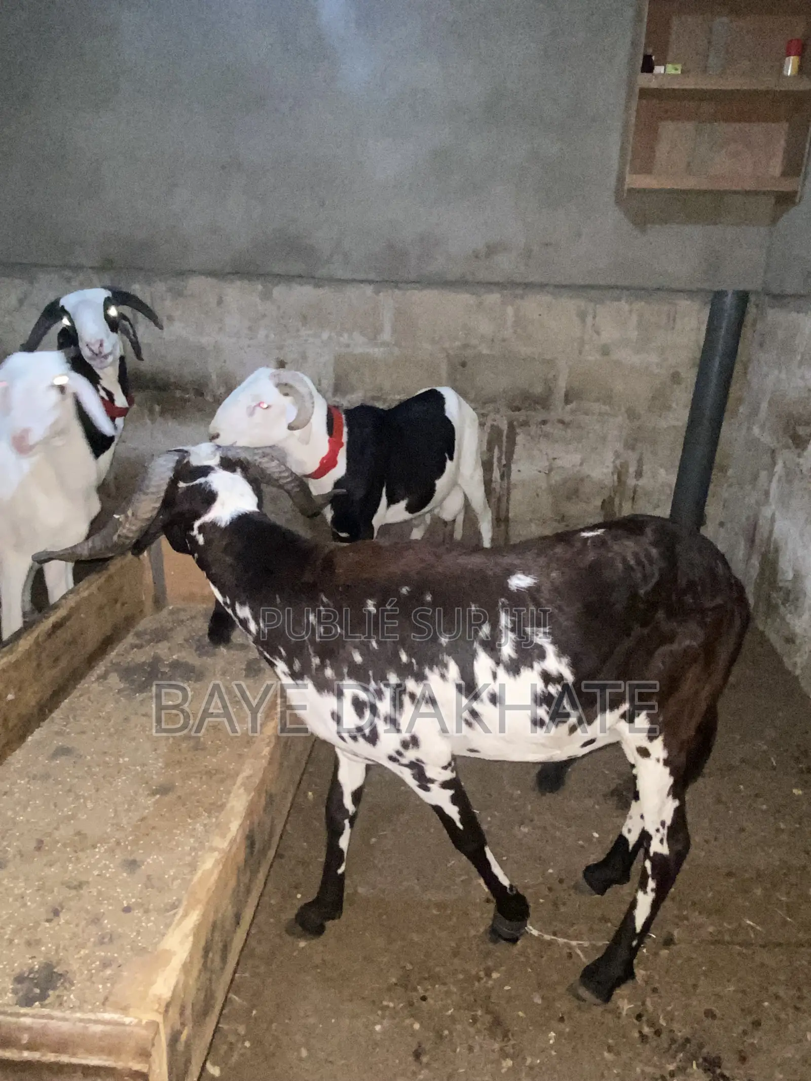 Mouton De Tabaski