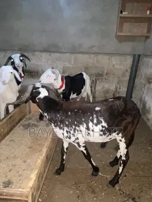Mouton De Tabaski