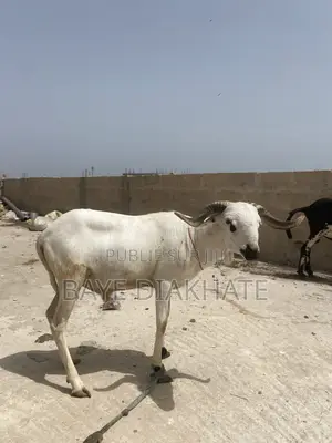 Mouton De Tabaski