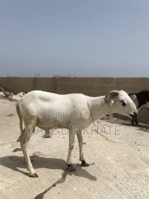 Mouton De Tabaski