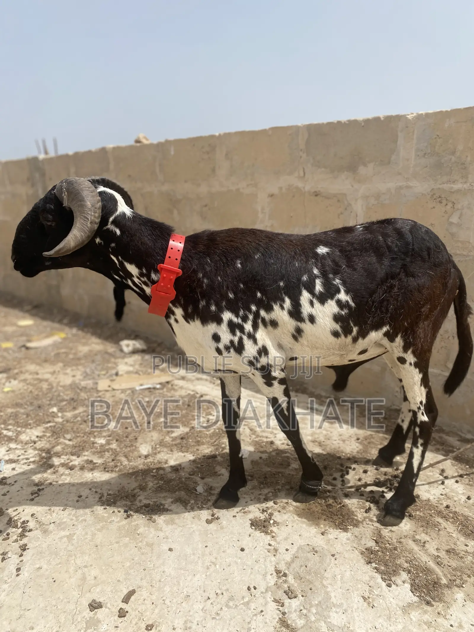 Mouton De Tabaski