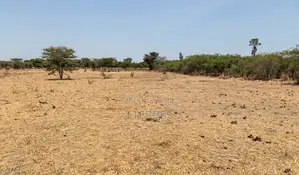 Terrain Agricole De 3 Hectare À Fimela