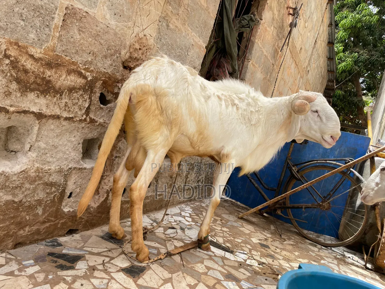 Promotion Moutons Pour La Tabaski