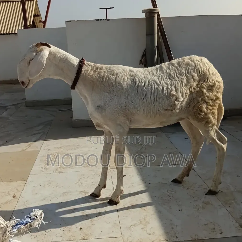 Mouton Ladoum Pur Zan Aniel De 6moi