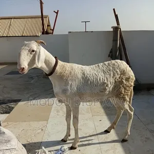 Mouton Ladoum Pur Zan Aniel De 6moi