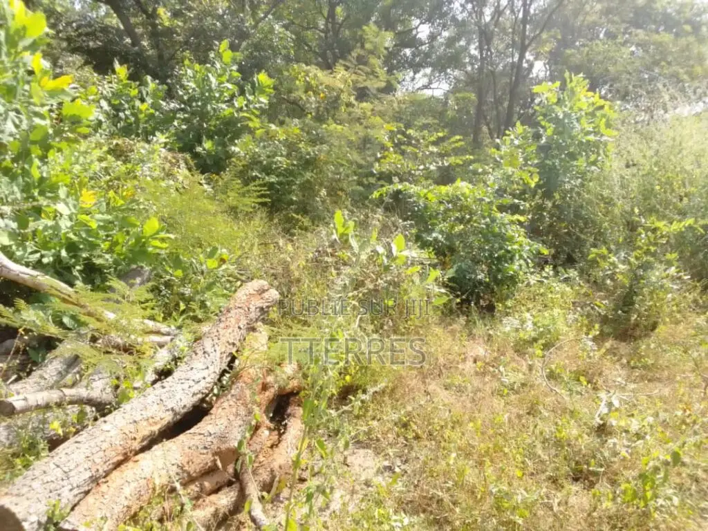 Terrain Agricole De 5 Hectares Vers Bignona-Ziguinchor