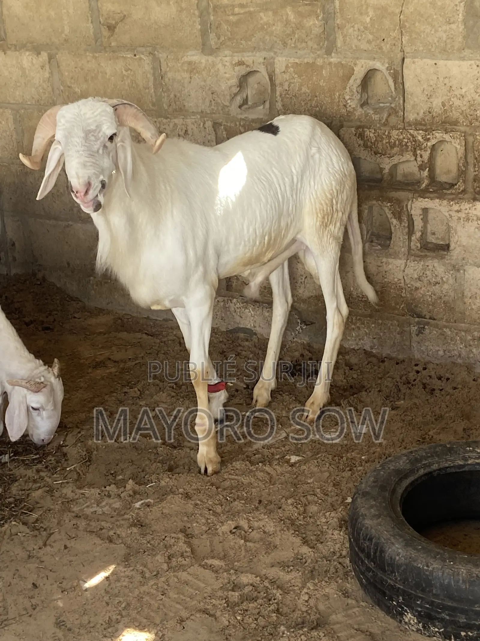 Mouton De Tabaski