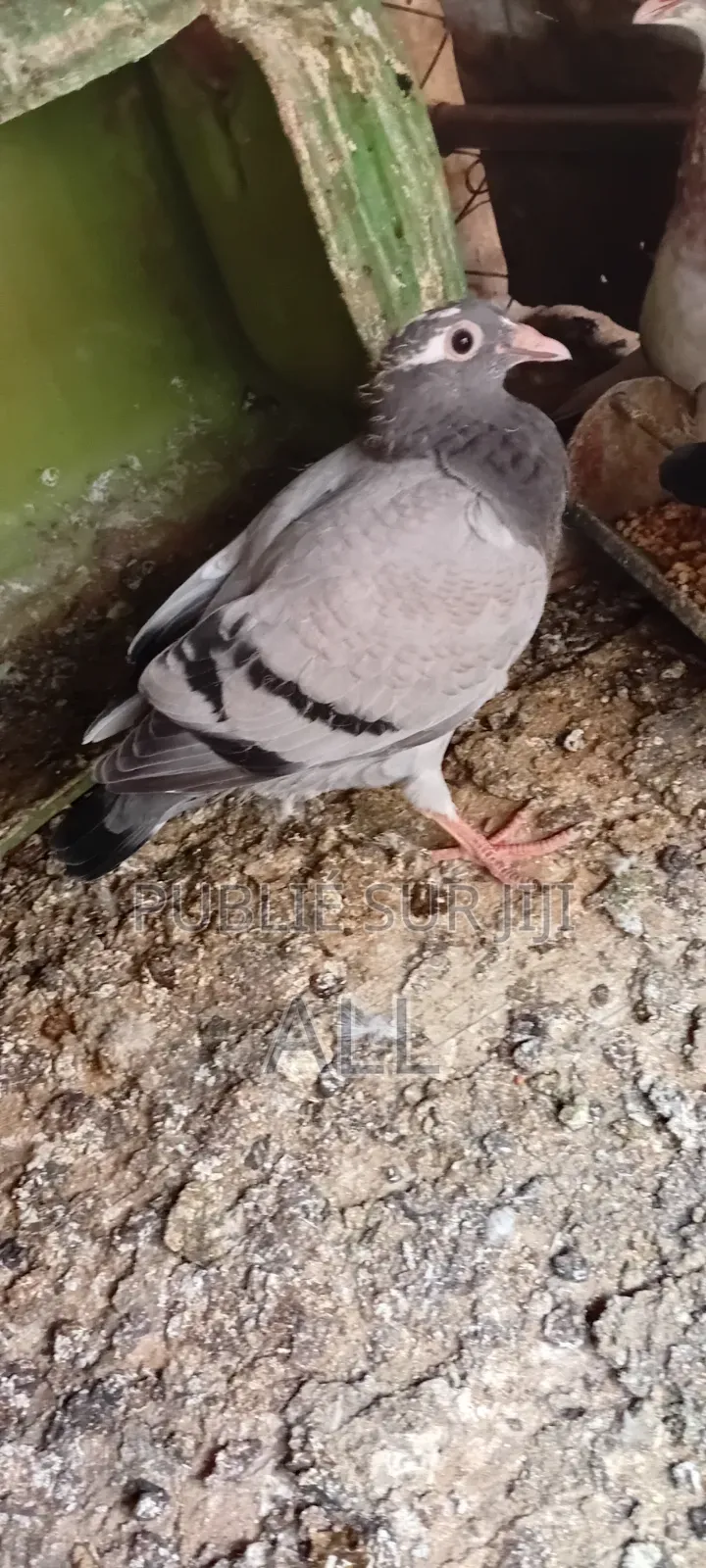 4 Pigeons À Céder