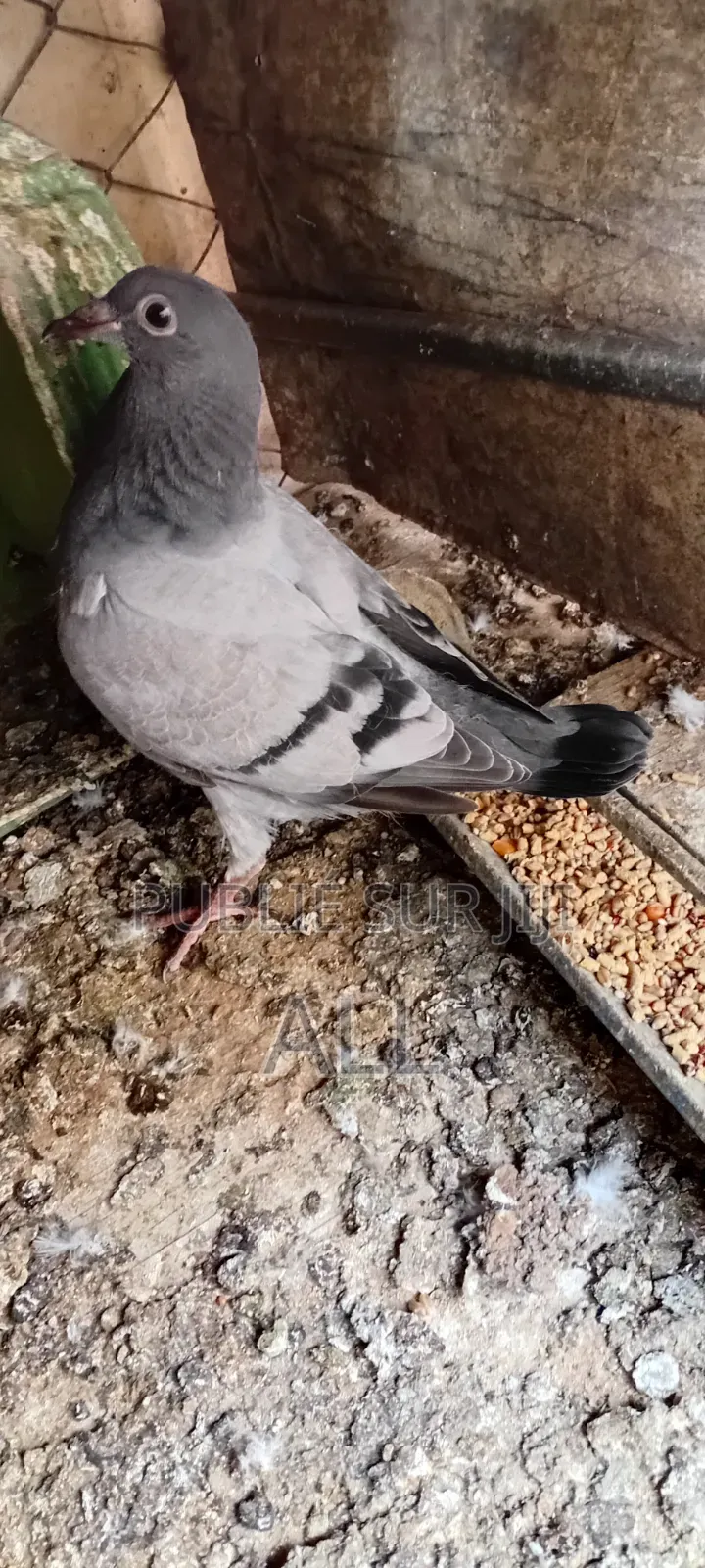 4 Pigeons À Céder