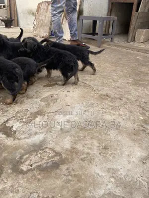 1-3 mois Homme Pure race Belgian Malinois