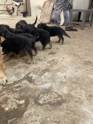 1-3 mois Homme Pure race Belgian Malinois
