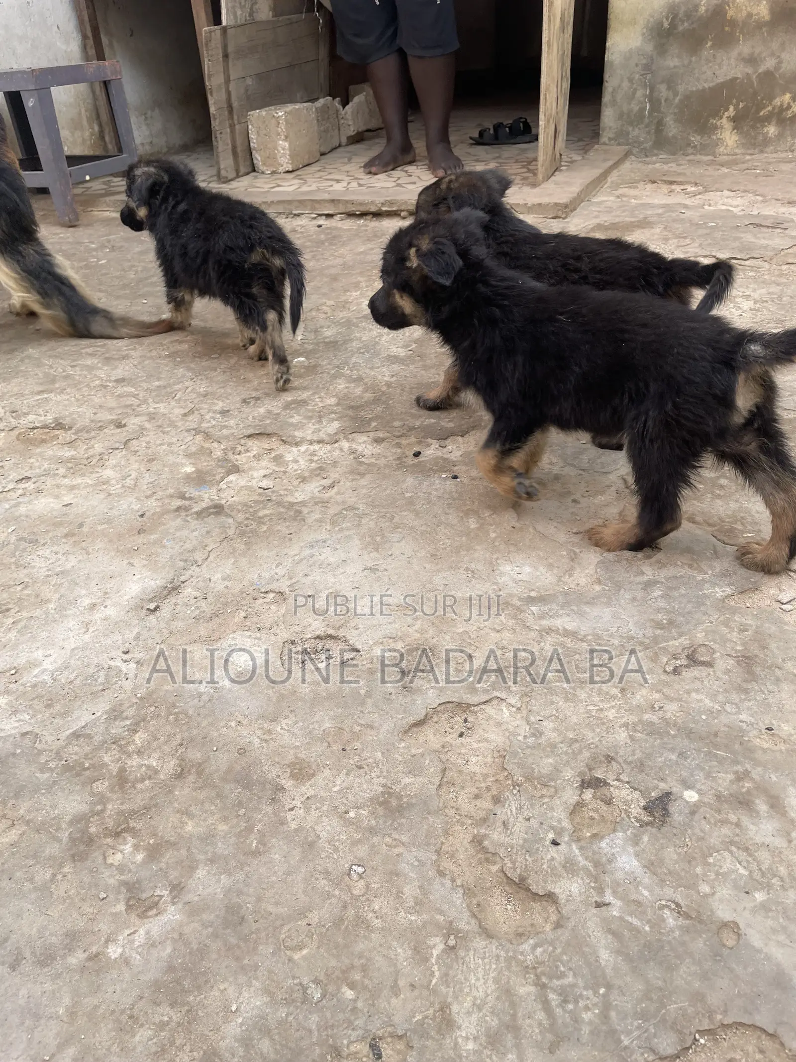 1-3 mois Homme Pure race Belgian Malinois