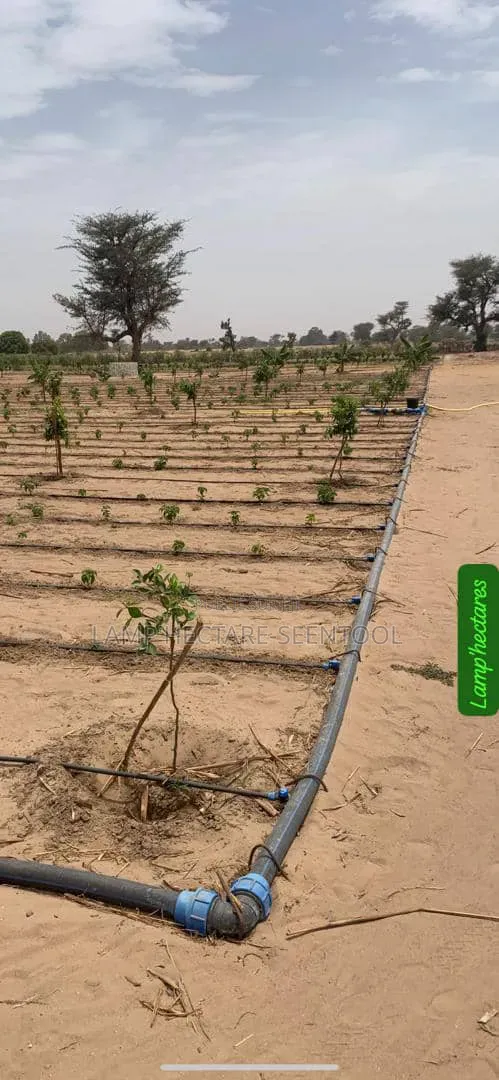 Verger À Vendre Contenant Des Arbres Fruitiers